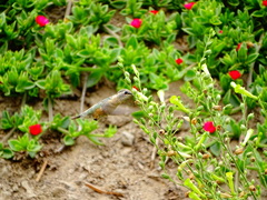 Myrtis fanny