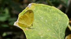 Eurema floricola