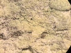 Lecanora nothocaesiella