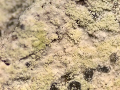 Lecanora nothocaesiella