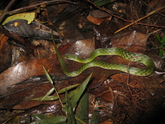 Erythrolamprus typhlus