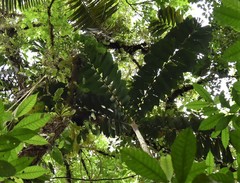 Socratea exorrhiza
