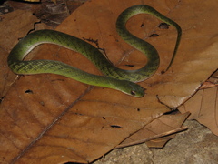 Erythrolamprus typhlus