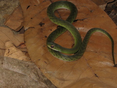Erythrolamprus typhlus