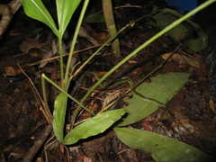 Erythrolamprus typhlus