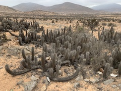 Trichocereus