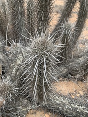 Trichocereus