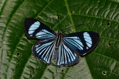 Thisbe hyalina