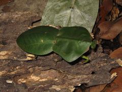 Choeradodis stalii