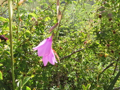 Dierama robustum