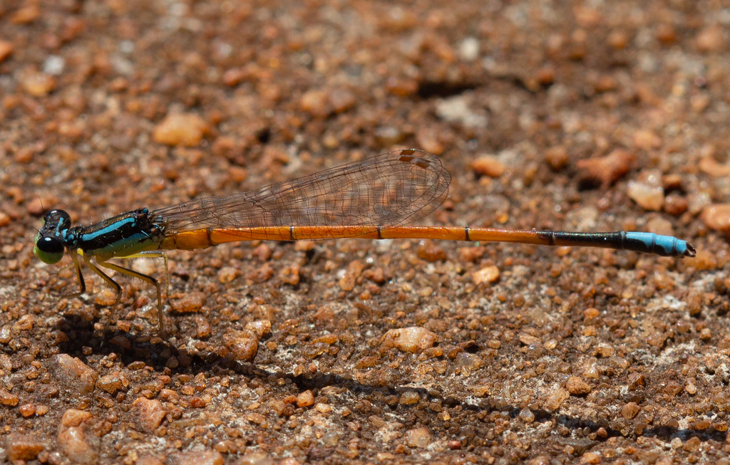 Minagrion waltheri