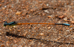 Minagrion waltheri