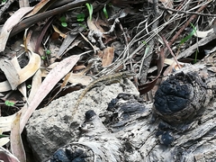 Sceloporus grammicus