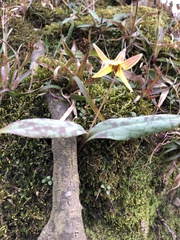 Erythronium umbilicatum