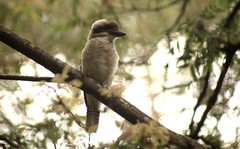 Dacelo novaeguineae novaeguineae