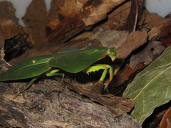 Choeradodis stalii