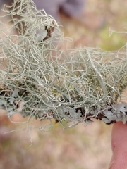 Usnea mutabilis