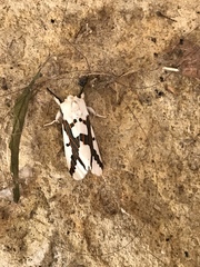Euerythra phasma