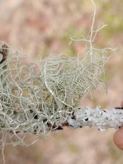 Usnea mutabilis