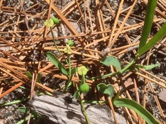 Euphorbia ipecacuanhae