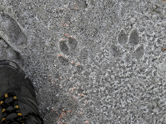 Chrysocyon brachyurus