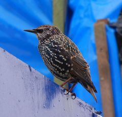 Sturnus vulgaris