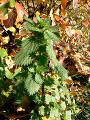Urtica urens