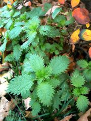 Urtica urens