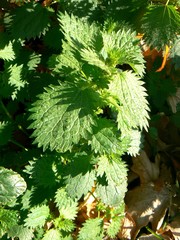Urtica urens