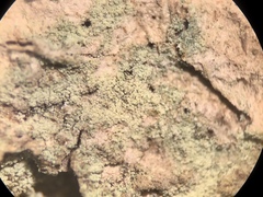 Lecanora layana