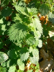 Urtica urens