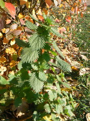 Urtica urens