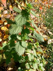Urtica urens
