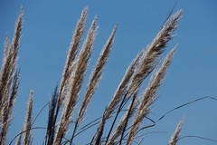 Cortaderia speciosa