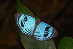Semomesia croesus