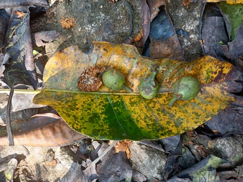 Ficus beddomei (Ficus beddomei)