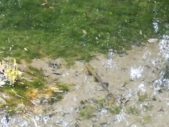 Oncorhynchus mykiss