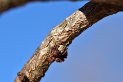 Andricus truncicolus