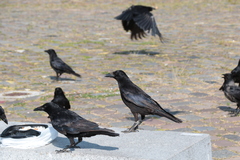 Corvus corone