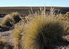 Cortaderia speciosa