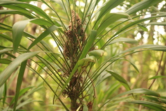 Cordyline petiolaris
