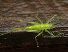 Paraphisis tryonensis