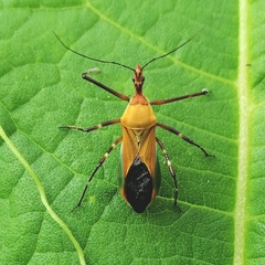 Zelus laticornis