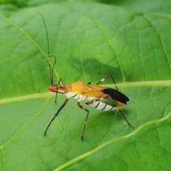 Zelus laticornis