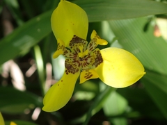 Trimezia martinicensis
