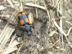 Panagaeus bipustulatus