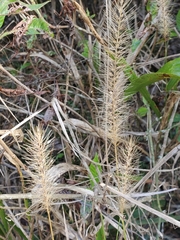 Setaria macrosperma