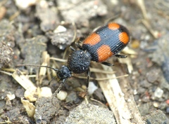 Panagaeus bipustulatus