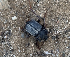 Gyriosomus elongatus