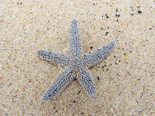 Forbes's Sea Star photographed in Massachusetts